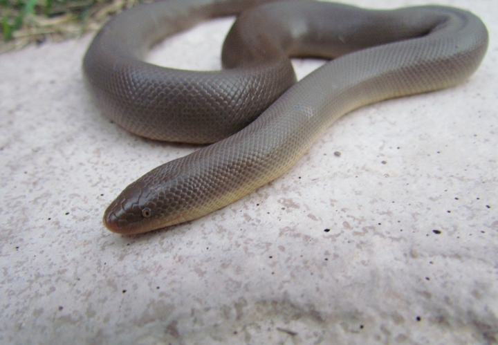Rubber Boa